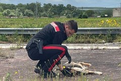 Canosa: Carabinieri salvano cucciolo di cane abbandonato