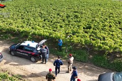 Scoperti lavoratori in nero dai Carabinieri nella campagna ofantina