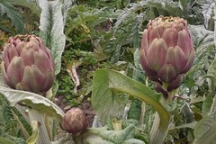 Il crollo del prezzo dei carciofi nei campi