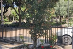 Canosa: Un carrubo nell’aiuola  della villa comunale