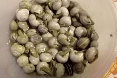Storia di lumache e lumachini a tavola