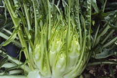 Riconoscimento ufficiale per la Cicoria Puntarelle Molfettese come Indicazione Geografica Protetta (IGP)