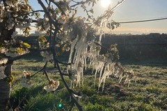 Maltempo: vento e gelo sulle fioriture di primavera rischiano di fare strage di raccolti