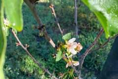 Caldo: Ciliegi in fiore in Puglia