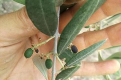 L’olivicoltura in ginocchio per la scarsità di prodotto