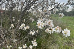 Puglia: mandorli in fiore per la finta primavera