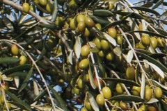 Olivicoltura: accordo sul limite degli steroli per la varietà Coratina
