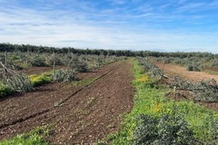 La criminalità rende difficile la quotidianità degli imprenditori nelle  campagne