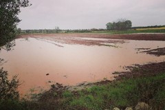 Maltempo:  a rischio le ciliegie primizie e ortaggi