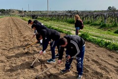 Il Terrizuolo trapiantato nell'agro di Canosa di Puglia