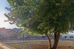 Il gelso bianco di casa mia nei PAT