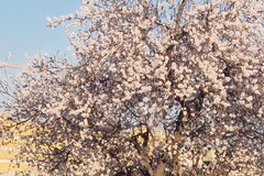 Puglia: E' primavera, mandorli in fiore