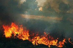 Incendi in Puglia: ingenti danni al patrimonio boschivo e all’ambiente