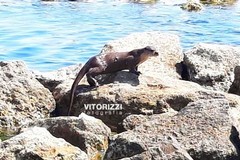 Ofanto: Eccezionale avvistamento di una lontra alla foce