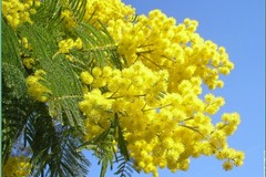 Il giallo il colore dominante per la Festa della Donna