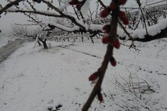 Maltempo: neve su uliveti e mandorli in fiore