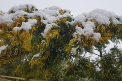 Maltempo : Gelo e neve sulle piante in fiore