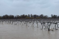 Esondazione Ofanto: Ingenti danni all'agricoltura