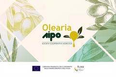Monitoraggio della mosca dell'olivo, a cura di Olearia Aipo Puglia