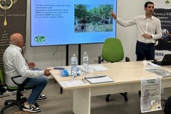 Oleoturismo: accoglienza, didattica e promozione territoriale direttamente nei luoghi di produzione