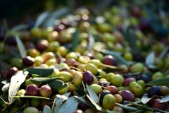 Il ruolo delle OP nel comparto olivicolo da mensa nazionale:  strategie e nuovi scenari di mercato