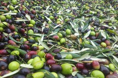 Olive nel vortice della speculazione