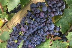 Tre cantine pugliesi tra i “Migliori 100 vini e vignaioli d’Italia 2023”