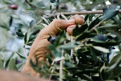Prospettive per il rilancio del comparto olivicolo delle olive da mensa