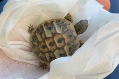 Canosa: tratta in salvo una tartaruga dai volontari   N.O.E.T.A.A.