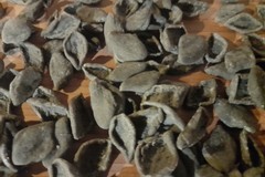 Canosa : A “scuola” di strascinati di grano arso