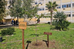 Al  Dimiccoli di Barletta  “Un albero per la salute”