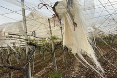 Maltempo: I forti venti spazzano via tendoni  e serre
