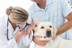 Animali: risparmi per le cure con nuovo decreto sui farmaci
