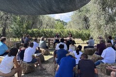 Qualità, identità e innovazione per il futuro del settore olivicolo
