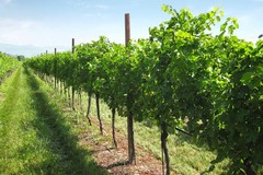 Xylella fastidiosa colpisce anche i vigneti e gli alberi da frutto