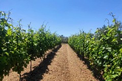 La Puglia al top della classifica nazionale per l’agricoltura biologica