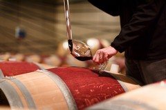 Sulle tavole il vino novello Made in Puglia