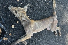 Canosa: Tratta in salvo una volpe  disidratata e debole