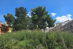 Emergenza xylella a Minervino Murge: Provincia ferma!