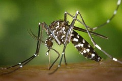 West Nile Virus, primo caso in Puglia