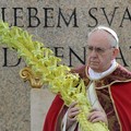 Domenica delle Palme : Ramoscelli di olivo pugliesi in Piazza San Pietro