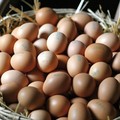 Le uova sono un elemento nutrizionale imbattibile