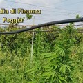 Scoperta maxi-piantagione di marijuana