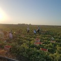 Rete lavoro agricolo di qualità: solo 8 aziende iscritte nella BAT
