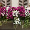 Canosa:  "Un fiore per il BORGO "