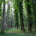 Earth Day: MIPAAF pubblica elenco alberi monumentali