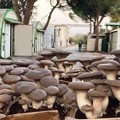 E' fungo-mania in Puglia