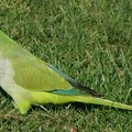 Puglia: E' allarme per l’invasione dei pappagalli verdi
