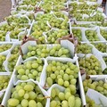 Puglia: annata record per la produzione di uva da tavola