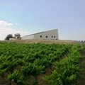 Mirvita aderisce a  "Cantine Aperte in vendemmia”